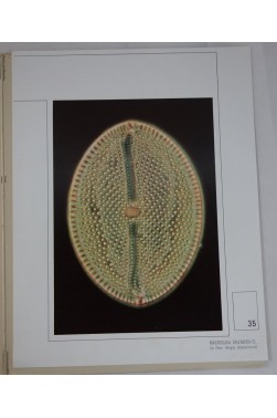 Beautés du monde microscopique : Les Diatomées - 35 grandes planches