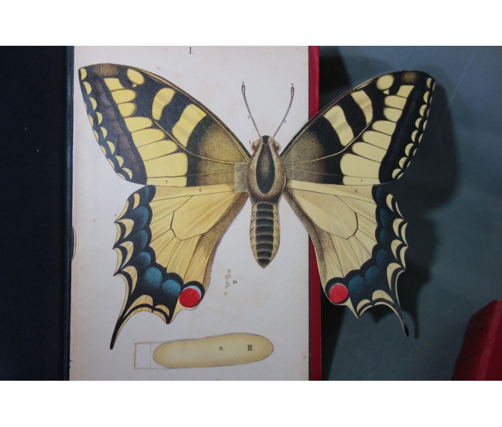 Livre d'histoire naturelle illustré de 1899 - JG Wood - Éco-Dépôt Montréal