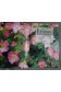 Roses sauvages - Monica Becker - 1992, illustré -