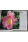 Roses sauvages - Monica Becker - 1992, illustré -