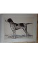 Nos chiens de l'avenir. Vingt estampes d'André Collot.