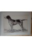 Nos chiens de l'avenir. Vingt estampes d'André Collot.